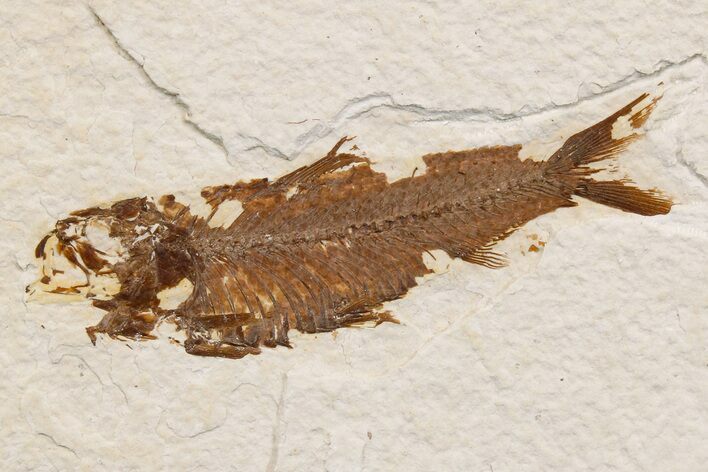 Detailed Fossil Fish (Knightia) - Wyoming #174665